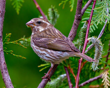 Rose-breasted Grosbeak Photo And Image. Grosbeak Female Close-up Side View Perched On A Branch With Coniferous Tree Background In Its Environment And Habitat.