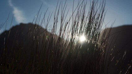 Wall Mural - Static view of bright sunshine through long grass in a mountain scene