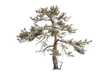 Wall Mural - Realistic Pine tree isolated on transparent background - high quality PNG for design projects