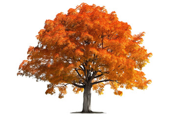 Wall Mural - sugar maple tree with vibrant orange and yellow leaves isolated on transparent background - high qua