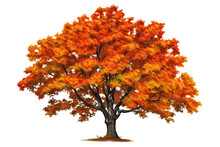 Sugar Maple Tree With Vibrant Orange And Yellow Leaves Isolated On Transparent Background - High Quality PNG