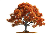 Beautiful Autumn Foliage Of A Sugar Maple Tree Isolated On A Transparent Background