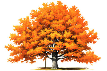 Wall Mural - beautiful autumn foliage of a sugar maple tree isolated on a transparent background