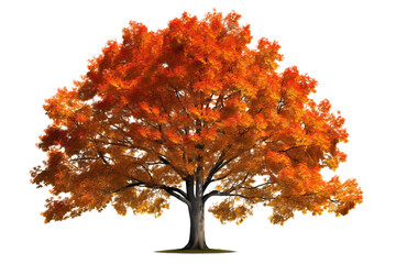 Wall Mural - beautiful autumn foliage of a sugar maple tree isolated on a transparent background
