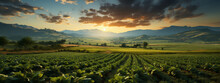 Crop Field At Sunset With Green Plants Growing In A Field, In The Style Of Photo-realistic Landscapes,Generative AI