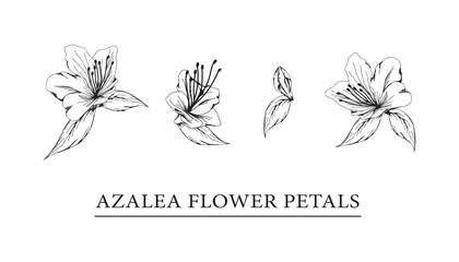 Wall Mural - vector sketch illustration of azalea flower petals.