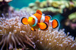 A shot of a clownfish in the anemone