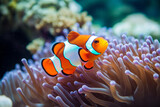 A shot of a clownfish in the anemone