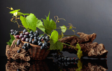 Poster - Blue grapes and vine branches on a black reflective background.