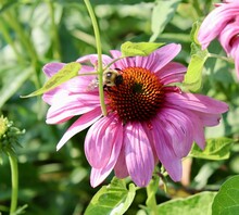 The Bee On The Pink Coneflower In The Garden.