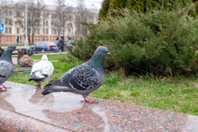 Pigeons On The Lawn In The City