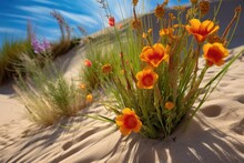 Close-up Of Vibrant Desert Wildflowers Against Sand Dunes