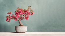 Traditional Bonsai Miniature Red Bracts Bougainvillea Flower Plant Blooming In A Ceramic Pot, Soft Gradient Blur Background.