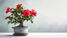 Traditional Bonsai Miniature Red Hibiscus Flower Plant Blooming In A Ceramic Pot, Soft Gradient Blur Background.
