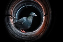 Pigeon Looking Out From An Industrial Pipe