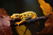 Salamander Resting On A Leaf During Limb Regrowth