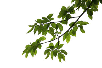 Green leaf or branch isolated on white background.