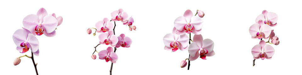  Orchid in pink transparent background