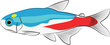 Neon tetra, Paracheirodon innesi aquarium tropical freshwater fish. characin family  freshwater fish graphic illustrations aquarium fish