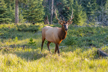 Male Elk standing in the woods, looking at camera