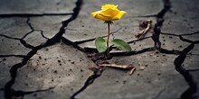 Beautiful And Frail Yellow Rose Growing From A Crack In The Concrete Sidewalk