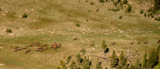 Poster - Herd of Elk Run Across A Barren Field