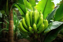 Green Banana Tree In The Forest