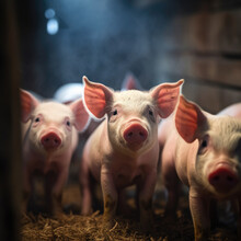 Farm Piglets. Ecological Pigs And Piglets At The Domestic Farm Background,