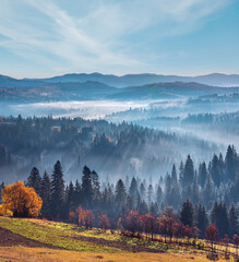 Canvas Print - the air. light and shadows in mist. first rays of sun through fog and trees on slopes. morning autum