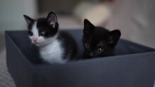 Cute Little Black And White Kitten Sitting On The Box On Sofa. Young Cute Little Kitty At Home. Cute Funny Home Pets. Domestic Animal And Young Kittens