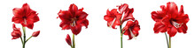 Red Amaryllis Flower Blooming Against A Transparent Background