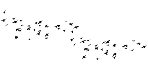 flying birds flock silhouette