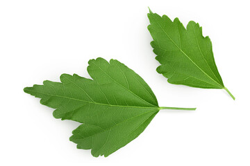 leaf of hibiscus flower isolated on white background. Top view. Flat lay.