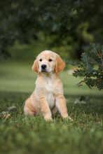 Dog Puppy Golden Retriever 3 Months Old Walks In The Park In The Summer In Nature Near The Oak