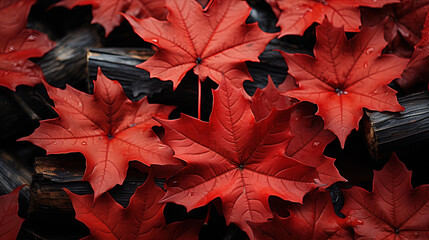 Wall Mural - Red Autumn Maple Leaves Lying on the Forest Ground. Autumn Maple red yellow leaves background