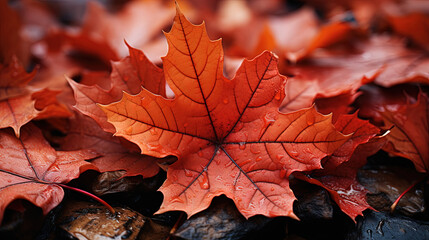 Wall Mural - Red Autumn Maple Leaves Lying on the Forest Ground. Autumn Maple red yellow leaves background