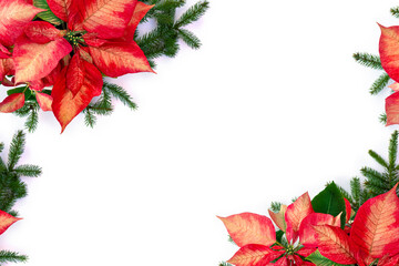 Wall Mural - christmas decoration. flowers of red orange poinsettia, branch christmas tree on white background wi