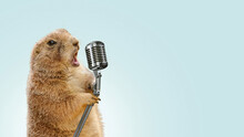 Funny Gopher Sings Karaoke Into A Vintage Microphone. Gopher Screaming Into A Microphone, Concept. Voice Recording, Creative Idea. Cool Gopher Performance