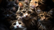 The One in a Hundred Cat. Generative AI