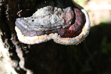 Multi-colored Mushroom Growth On A Tree In Dew Drops, Background