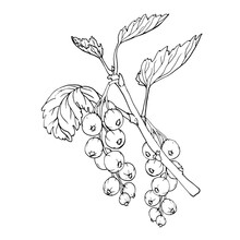 Red Currant Berries Isolated On White Background. Hand Drawn Vector Botanical Illustration. Clip Art Berry Branches Sketch. Summer Fruit Engraved Style Illustration