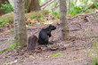 Squirrel in Nature near Elora Gorge Canada reserve