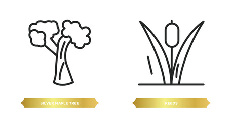 Poster - two editable outline icons from nature concept. thin line icons such as silver maple tree, reeds vector.