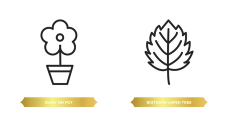 Poster - two editable outline icons from nature concept. thin line icons such as daisy on pot, bigtooth aspen tree vector.