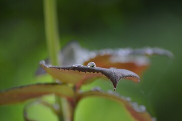 Wall Mural - rain drops on a leaf