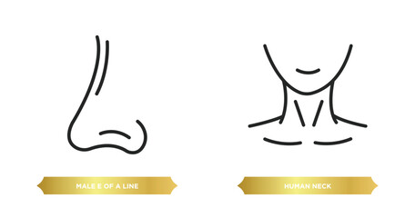 Poster - two editable outline icons from human body parts concept. thin line icons such as male e of a line, human neck vector.