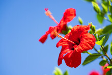Elegance In Detail: Closeup Of A Chinese Hibiscus Blossom Against The Blue Sky