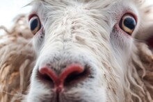 Extreme Close-up Of Mountain Goats Face During Climb