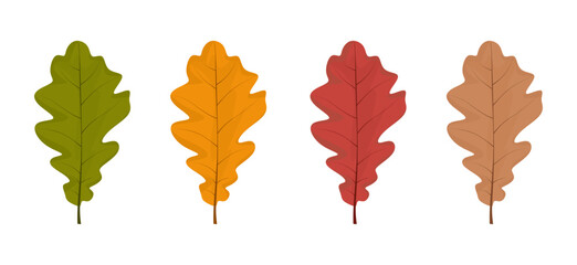 Vector different autumn oak tree leaves. Set of oak leaf isolated on white background. Fall leaf collection in flat style. Seasonal specific leaves in cartoon style. Vector illustration