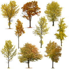 Wall Mural - seasonal trees with fall colors. colorful deciduous trees in autumn isolated on transparent backgrou